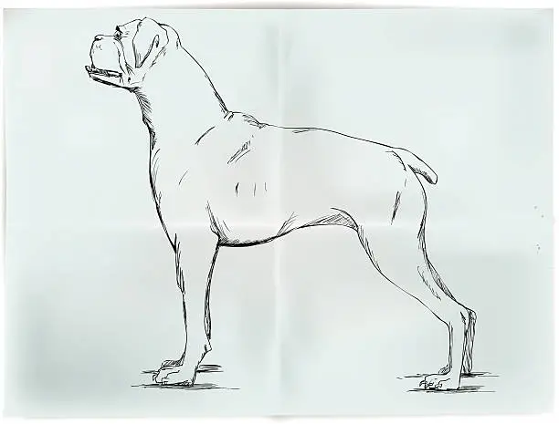 Vector illustration of Boxer