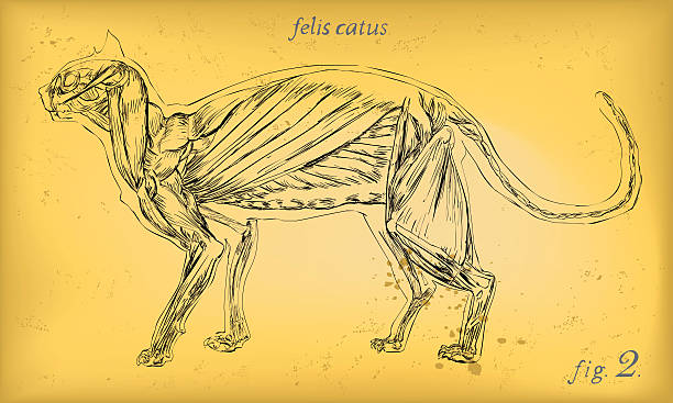 ilustraciones, imágenes clip art, dibujos animados e iconos de stock de cat los músculos - animal skull animal bone anatomy animal