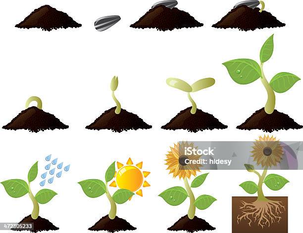 植物の成長とニーズ - 苗のベクターアート素材や画像を多数ご用意 - 苗, ヒマワリの種, 根