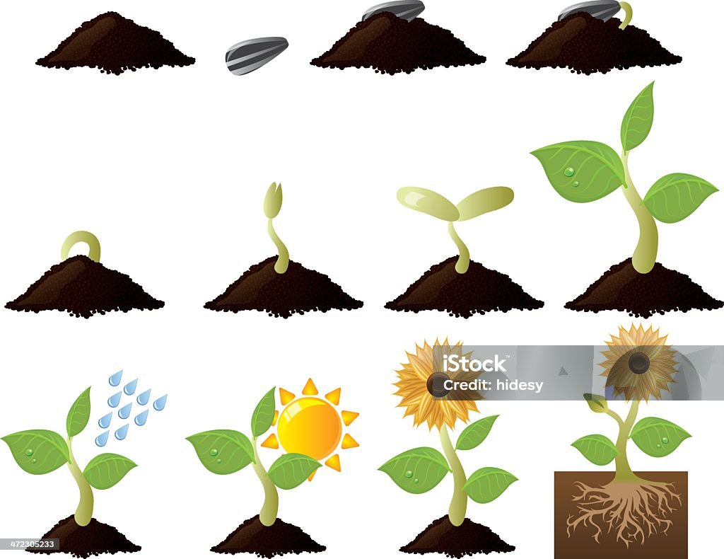 Plant Growth и потребности - Векторная графика Росток - Стадия развития растения роялти-фри