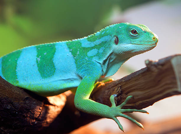istock Striped Fijian iguana 472305342