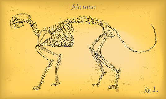 Domestic Cat Skeleton - Anatomy Figure - Retro Imagery