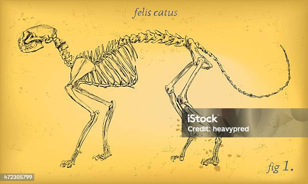 Cat Skeleton Stock Illustration - Download Image Now - Animal, Domestic Cat, Physiology