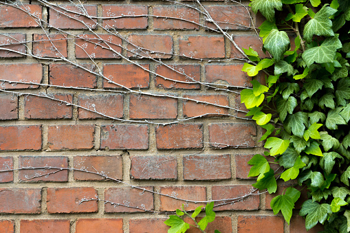 Texture of old Orange brick wall large and green vine leaves that grows naturally background