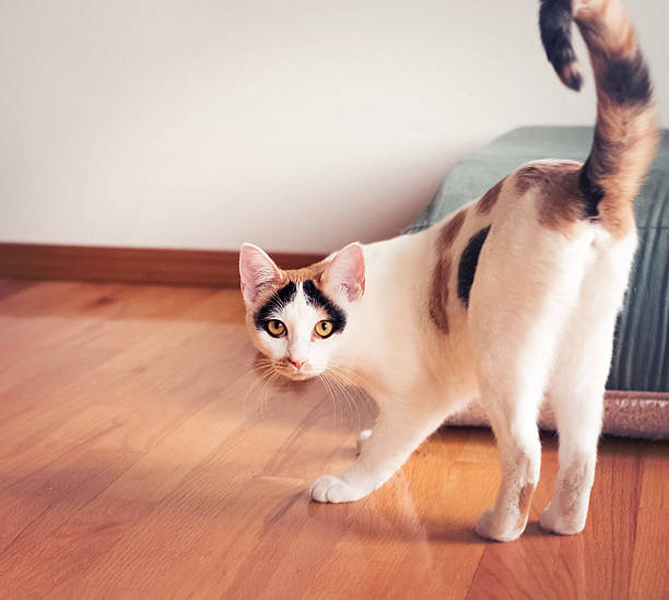istock Calico pet house cat standing & looking at camera 472306714