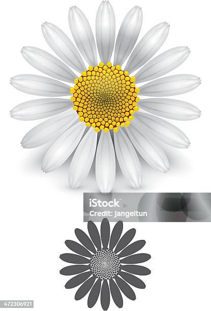 Vetores de Flor Margarida e mais imagens de Amarelo - Amarelo, Branco, Flor