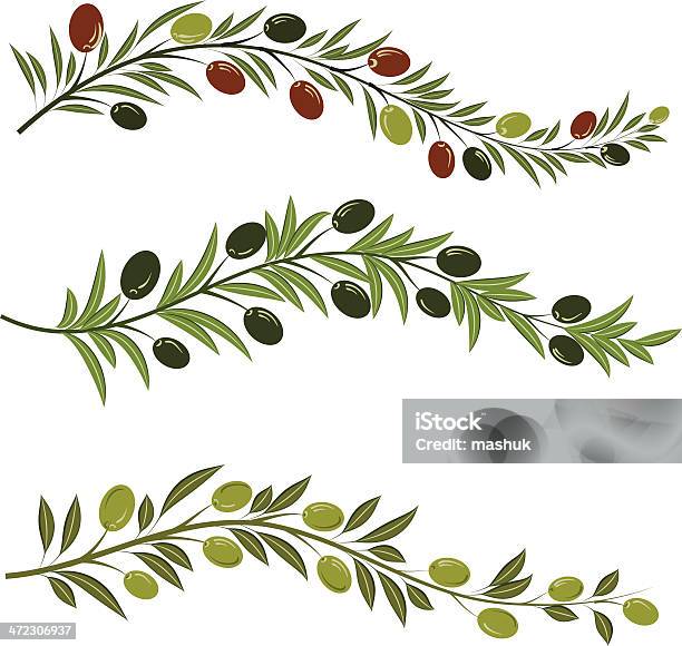 Olive Stock Vektor Art und mehr Bilder von Olive - Olive, Olivenbaum, Blume