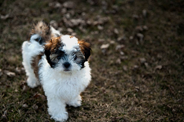 Shih Tzu cachorro - foto de stock