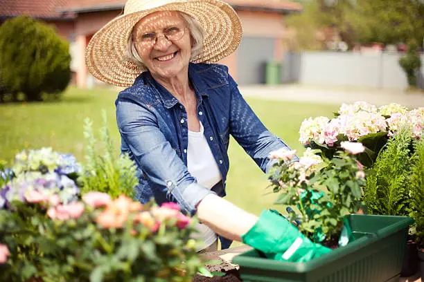 Senior woman gardening outside. She is in front of her house,transplanted plants.