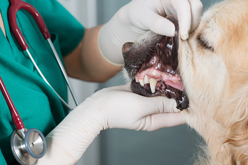 Veterinary performing a dental inspection to a Golden Retriever in clinical