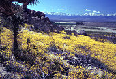 Yellow Wildflowers Desert Rocky Outcrops  Antelope Valley California