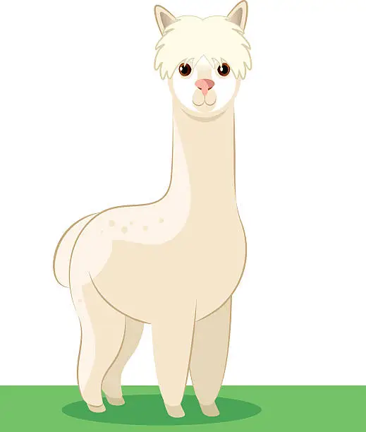 Vector illustration of Alpaca