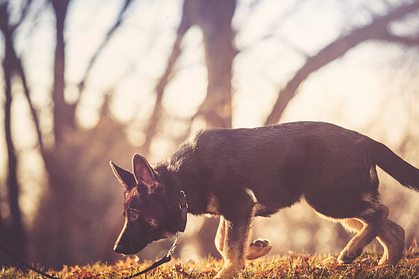 Black German Shepherd dog walking and sniffing the ground with his nose. Outdoors in nature park scenery with trees in background out of focus. Low light and sunshine backlight. No people. High resolution color photograph with copy space. Horizontal composition.