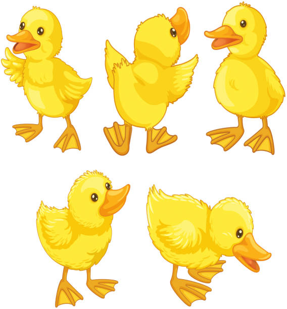 Duckling chicks Duckling chicks on white duck bird illustrations stock illustrations