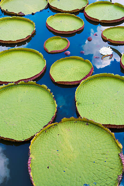 istock Victoria Amazonica and Vitoria Regia 472310704