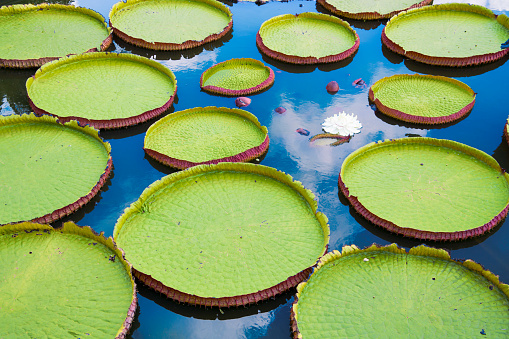 Photo of aquatic plants called Victoria Amazonica or Vitoria Regia. This plantas are big  leaves in form of  circle  that floating at the water. It is the symbol of Amazon. Giant Water Lily.