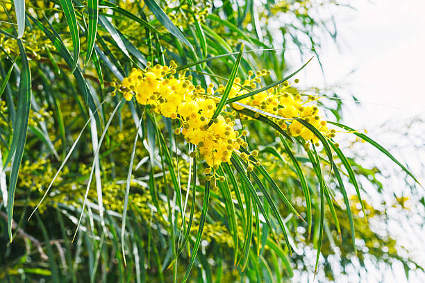 istock blossoming of mimosa tree (acacia) in spring 472310804
