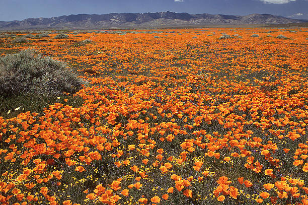 Expansive field of Golden Poppy Antelope Valley near Lancaster California Expansive field of Golden Poppy Antelope Valley near Lancaster California antelope valley poppy reserve stock pictures, royalty-free photos & images