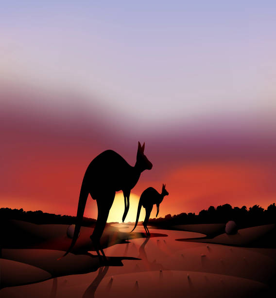 große und kleine känguru in der wüste - kangaroo outback australia sunset stock-grafiken, -clipart, -cartoons und -symbole