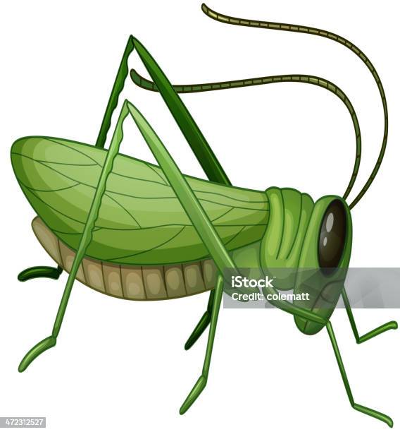 Vetores de Grasshopper e mais imagens de Saltão - Saltão, Animal, Animal selvagem