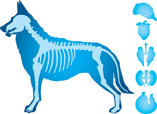 犬のボディベクター - animal skeleton点のイラスト素材／クリップアート素材／マンガ素材／アイコン素材