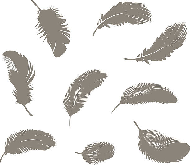 Feathers Feathers silhouettes. Eps also contains 6 kinds of feathers as a "Art Brush" tool. feather illustrations stock illustrations