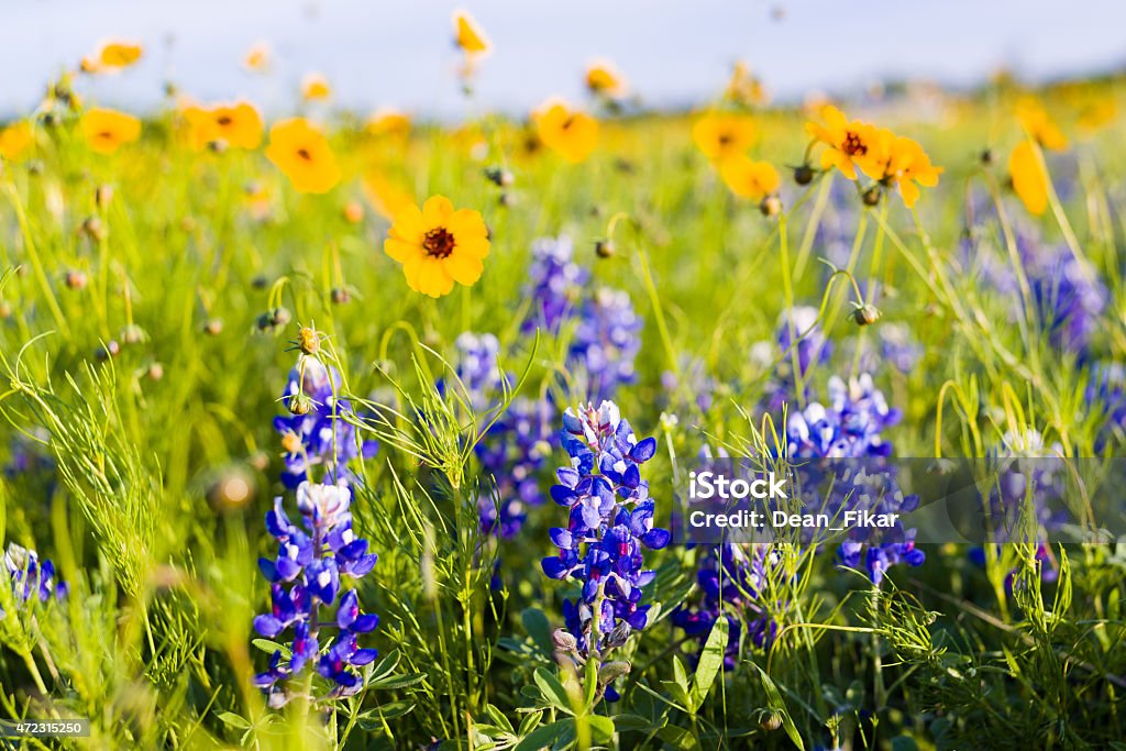 Texas Wildflowers Texas bluebonnets and sunflowers on a sunny spring morning 2015 Stock Photo