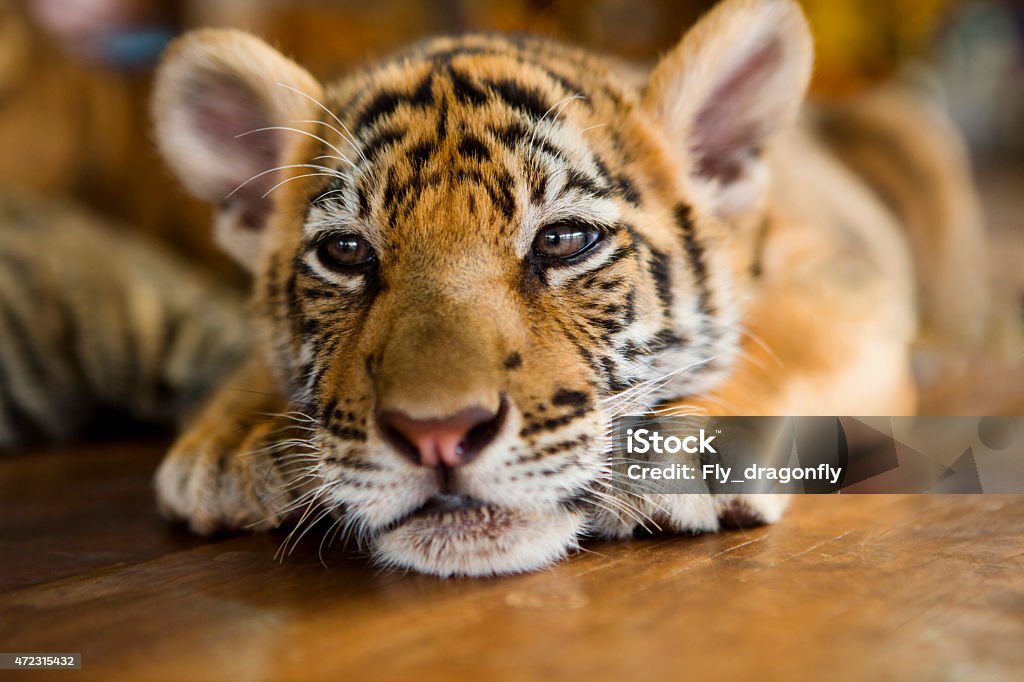Small Animal Baby Stock Photo - Download Image Now - Tiger Cub, Tiger, Cute  - iStock