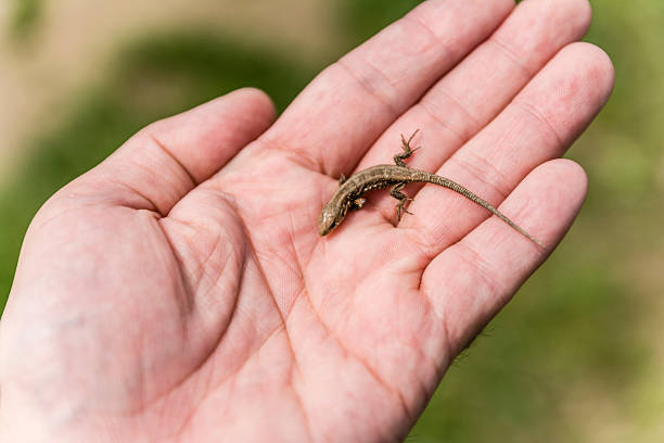 istock Lizard belongs to the class Reptilia 472315456