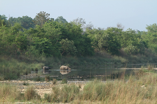 Rhinoceros in Bardia National Park India