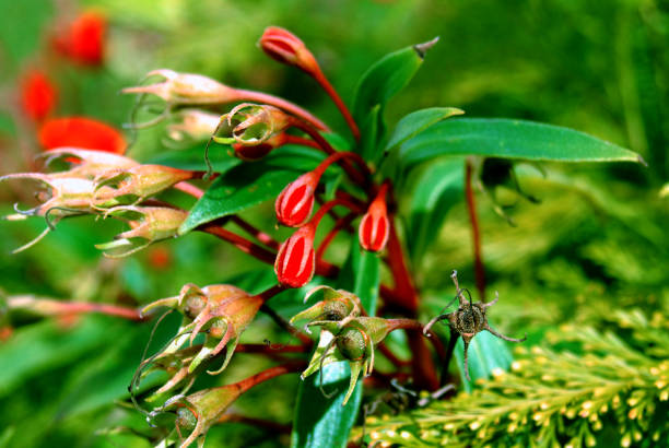 istock garden, plants, flowers, nature, velvety 472315662