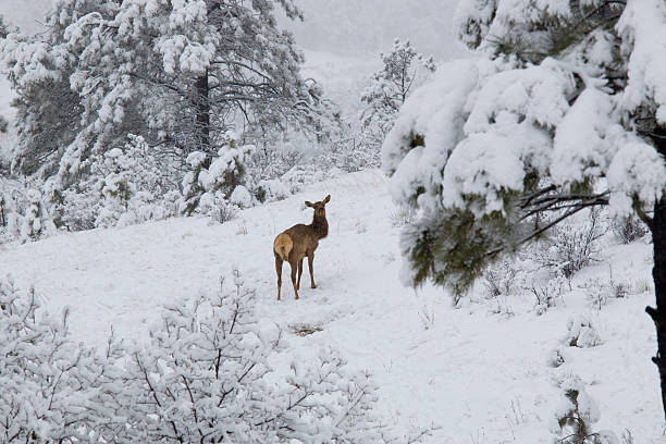 istock Elk in Deep Snow in the Pike National Forest 472315856