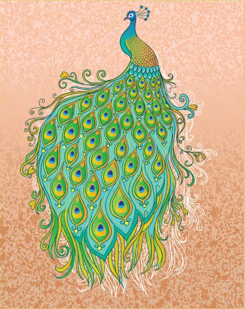 Vector illustration of Peacock