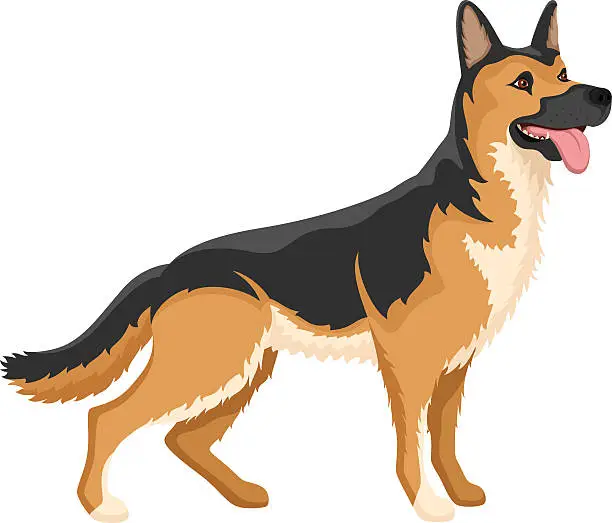 Vector illustration of German Shepherd