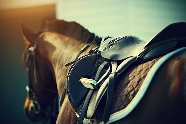 Saddle on the back of a brown horse Saddle with stirrups on a back of a sport horse bridle photos stock pictures, royalty-free photos & images