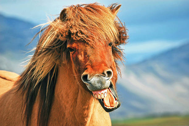 istock Icelandic horse smiling 472317592