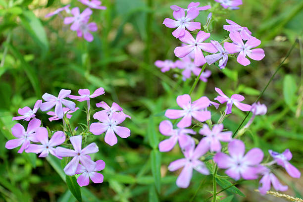 Sweet William, Phlox divaricata, purple wildflowers in midwest USA field stock photo