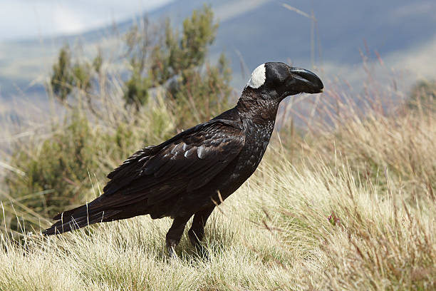 istock Raven, Ethiopia, Africa 472317868