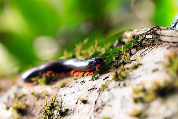 madagascan fire millipede - madagascan zdjęcia i obrazy z banku zdjęć