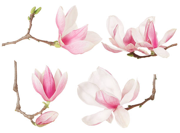 マグノリアの花の小枝の春コレクション  - magnolia flower blossom botany ストックフォトと画像