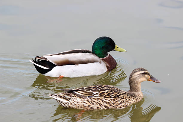 istock Duck Couple Swimming in Lake 472318618