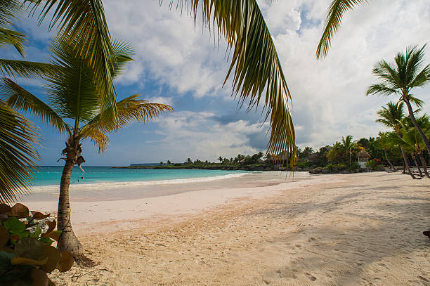 istock Palm trees on the Wild tropical caribbean sand beach in 472319102