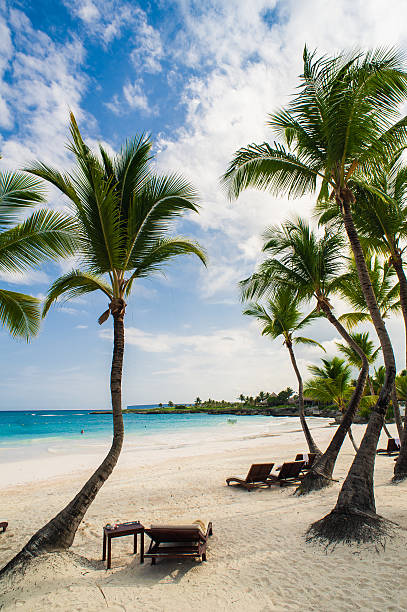 istock Palm trees on the Wild tropical caribbean sand beach in 472319116