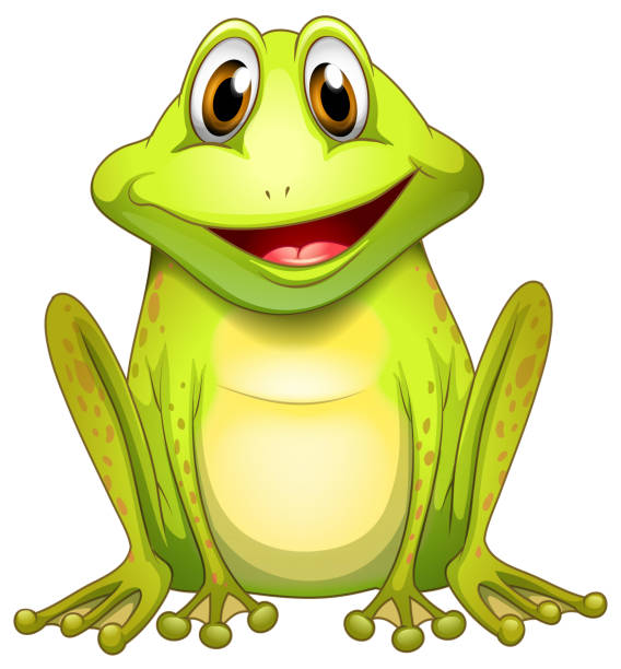 Smiling frog Smiling frog on a white background bullfrog photos stock illustrations