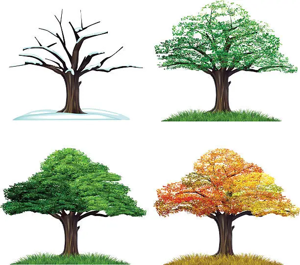 Vector illustration of four season tree