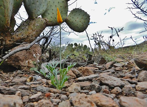 Spring flower in front of a prickle pear cactus