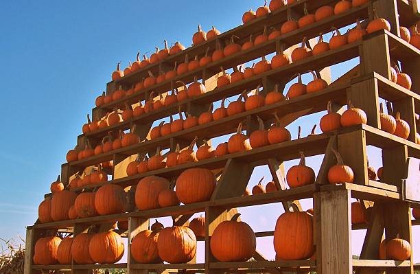 Pumpkins On Display stock photo