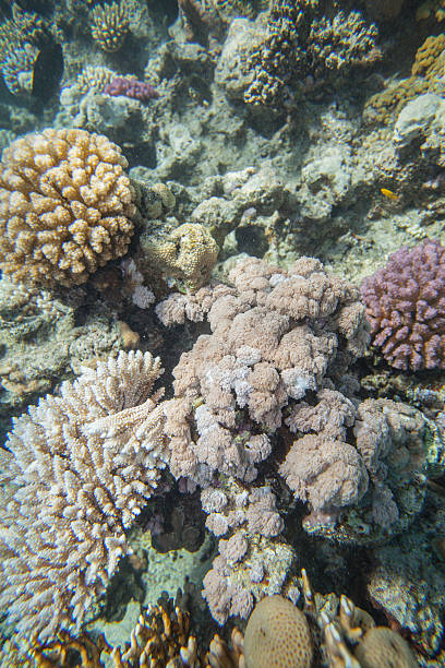 istock Red sea coral reef 472322438