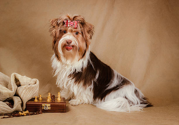 istock biewer yorkshire terrier puppy on brown background 472322486