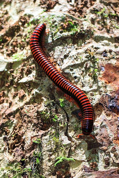 giant red fire millipede - madagascan zdjęcia i obrazy z banku zdjęć